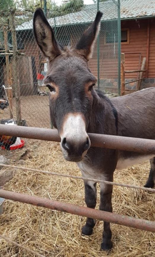 Pojawił się fajny kolega, ale nie udało się ustalić jaki ma nick na forum